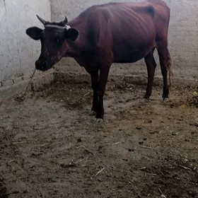 SAGIM SIGIR 1NJI TANASI