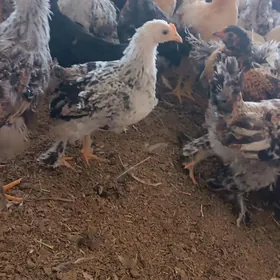 4 aydan geçen jujeler