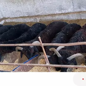 koçkar