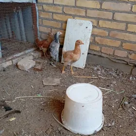 товук джужелер