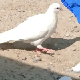 kepderi