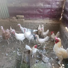towuklar induklar