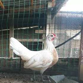 karlik