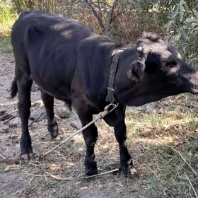 Angus ökuz