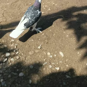 kepderi