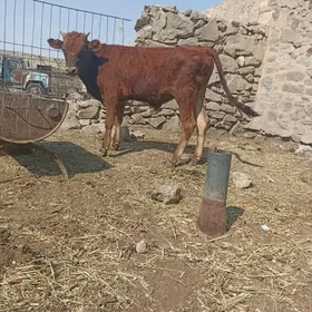 okizceler
