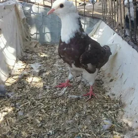 kepderi
