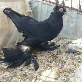 kepderi