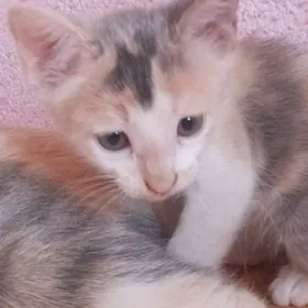 котёнок