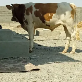 ÖKÜZ
