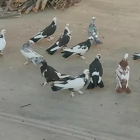 kepderi