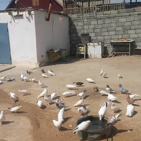 kepderi