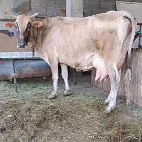 arginal śwes tohum goleli sygy