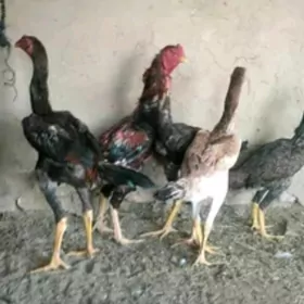 giganyt towuklar