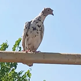 kepderi