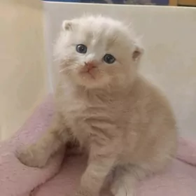 котята