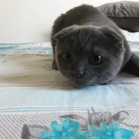 ШОТЛАНДСКИЙ КОТЕНОК ДЕВОЧКА