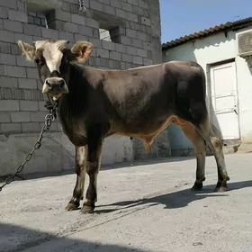 ŠWES OKUZ