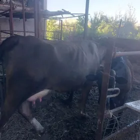 simmental 20 22lsuytberyer
