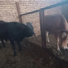 tüwe