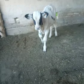 saglyk sygyr