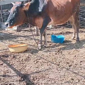 şuwes Sygyr