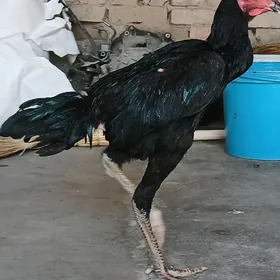 Taşgent