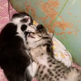 pishikler