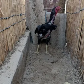 horaz