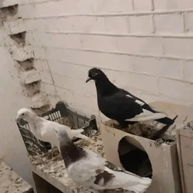 голуби домашние