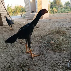 Horaz ,öý guşy, towuk