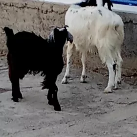 Geçi