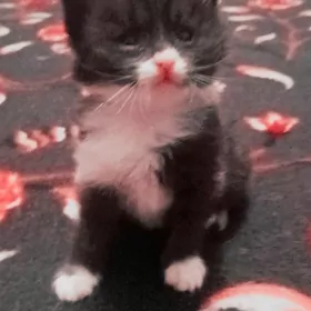 веслоухие котята
