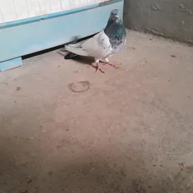 Satlyk kepderi