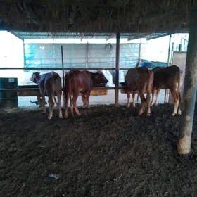 göle