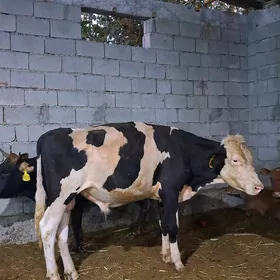 ARASSA GALISTEYIN  OKUZ