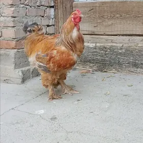 brama