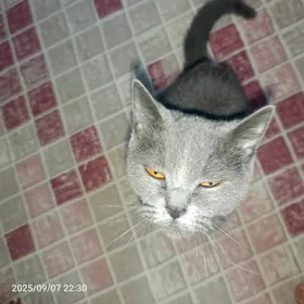 шотландский кот