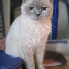 Шотландская кошка