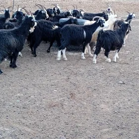 Geći