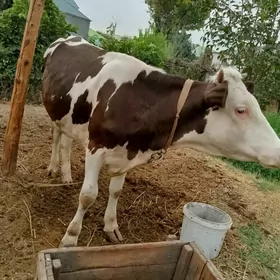 ala tuwe