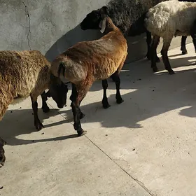 toklylar gissar bakylan