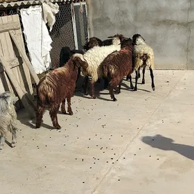 toklylar