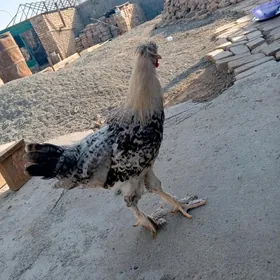 Horaz