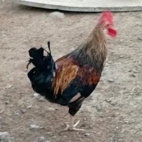 Horaz