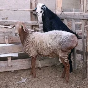 Goç