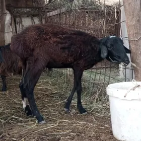 kuzu kockar