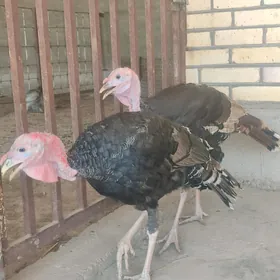 Erkek indiuk