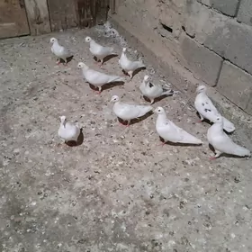 Satlyk kepderi