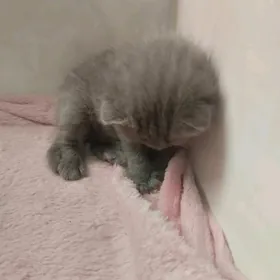 котенок